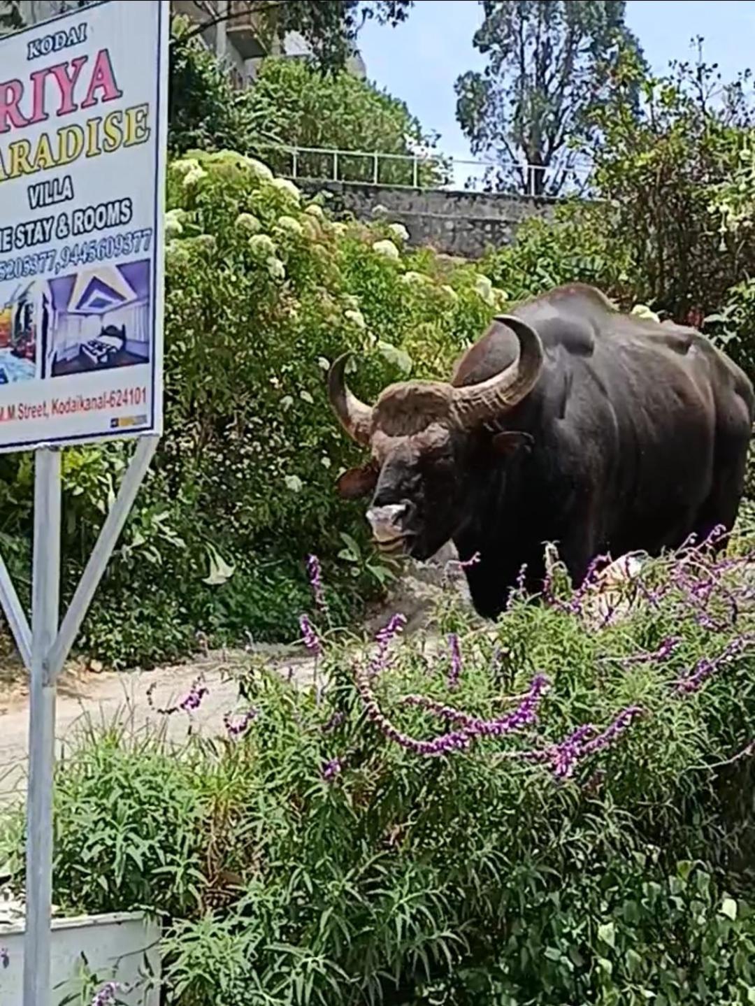 Kodai Riya Paradise コダイカナル エクステリア 写真